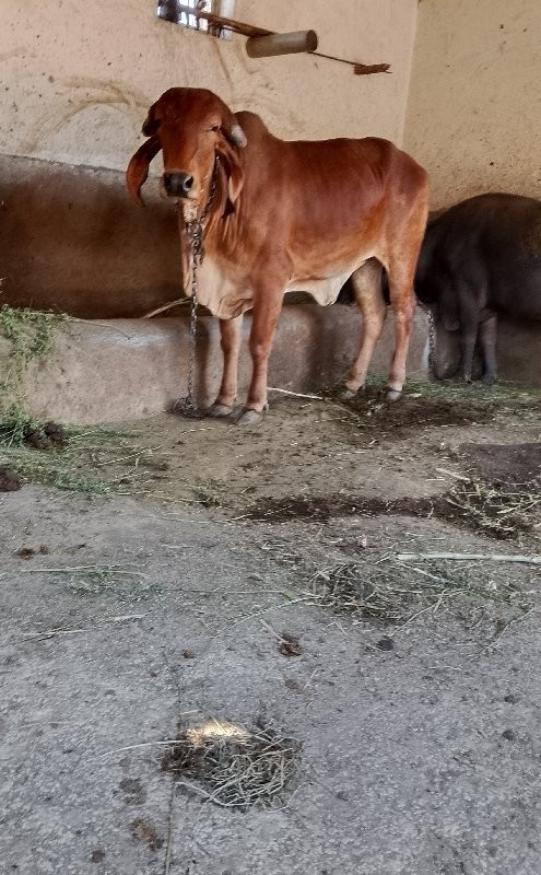 ઓરીજનલ ગીર હોળક...