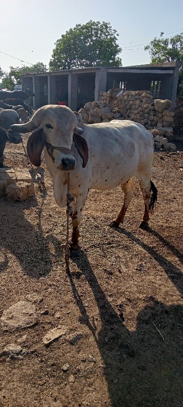 ગીર ગાય ની હોડક...