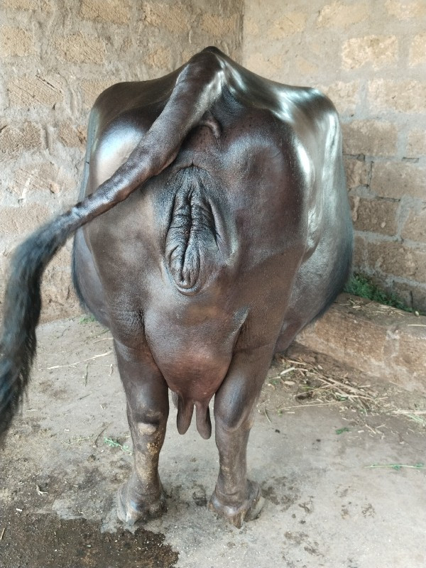 ભેંસ વેચવાની છે