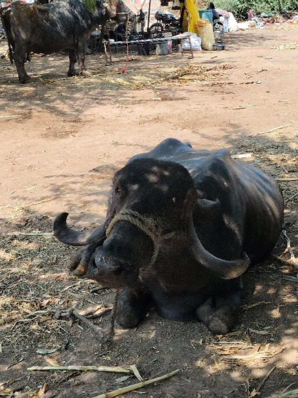 ભેંસ વેચવાની છે