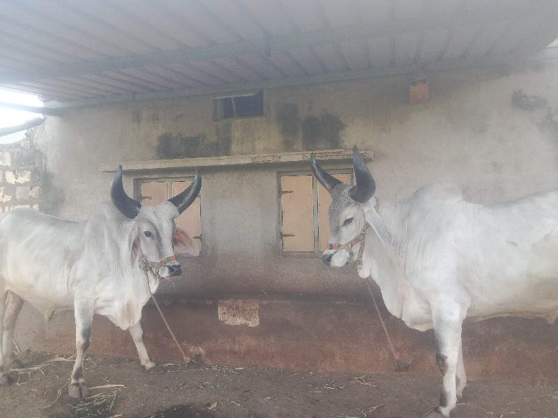 બળદ