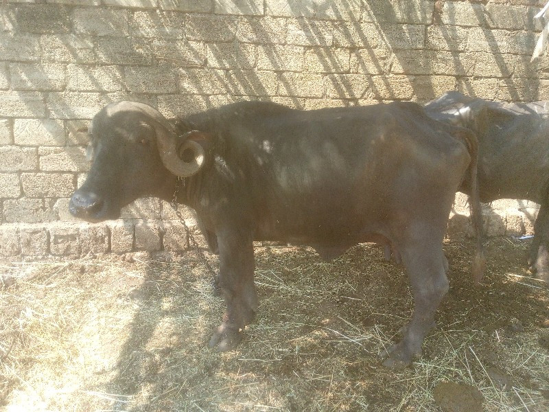 રણજીતભાઈ સિસોદિ...