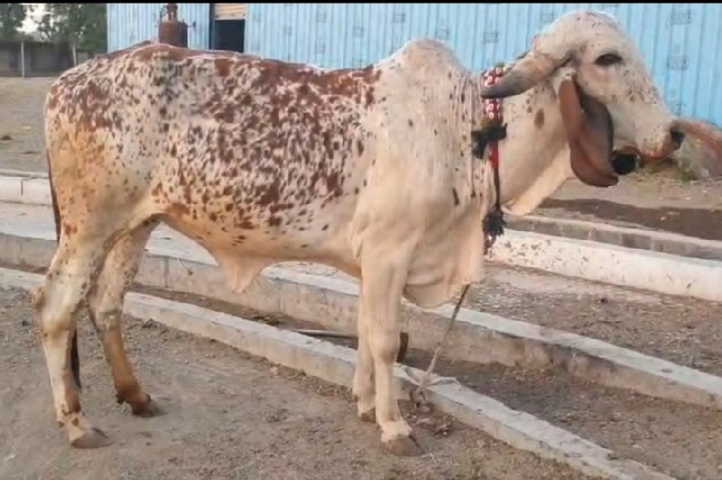હોડકી વેચવાની છ...