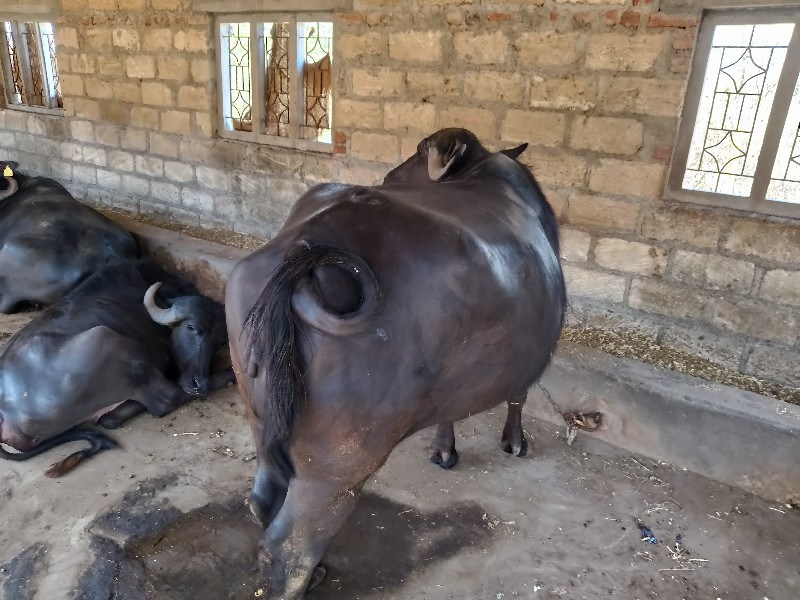 khadelu