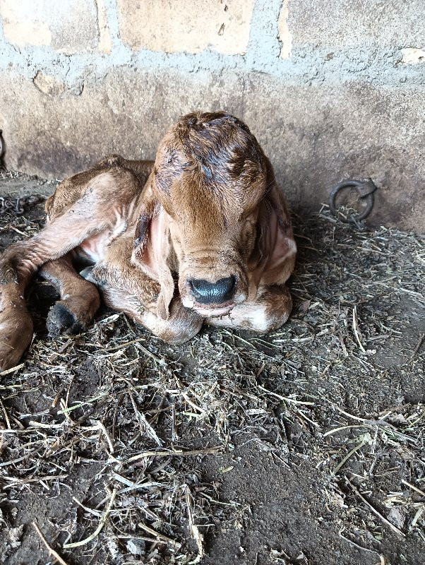 ગાય