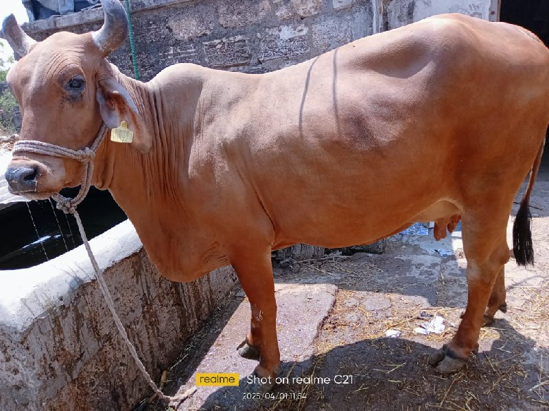 ગીર ક્રોસ