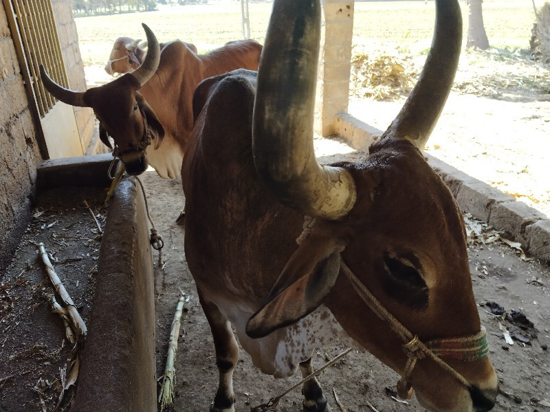 બળદ