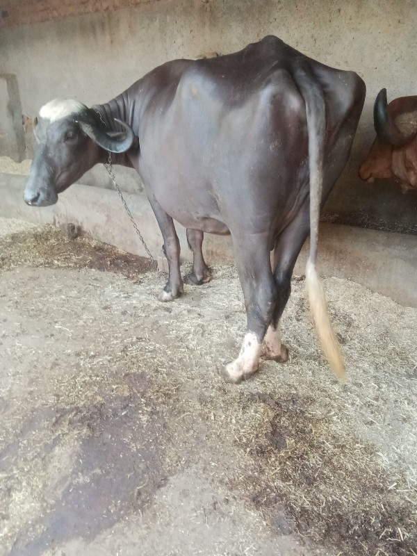 ભેંશ વેસ્વા ની...