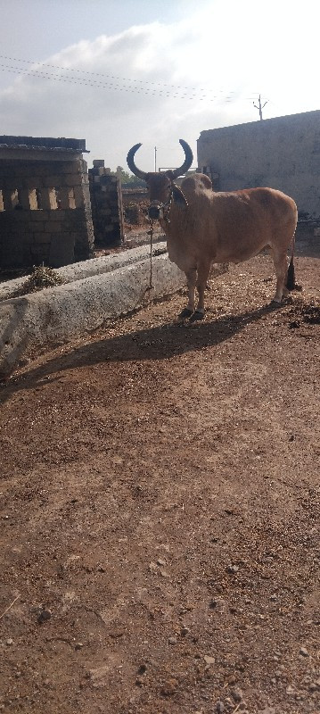 ox