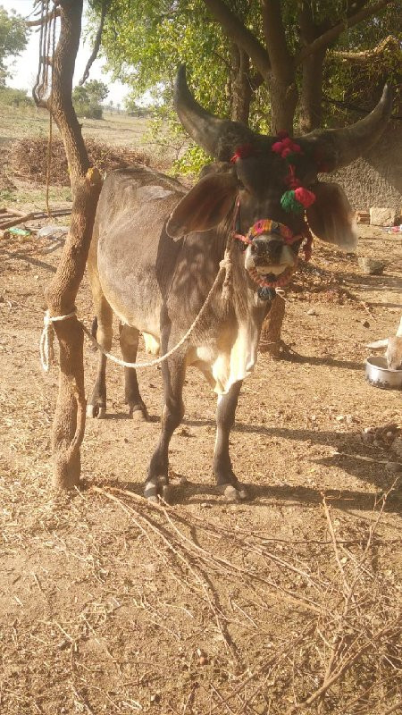 બળદ