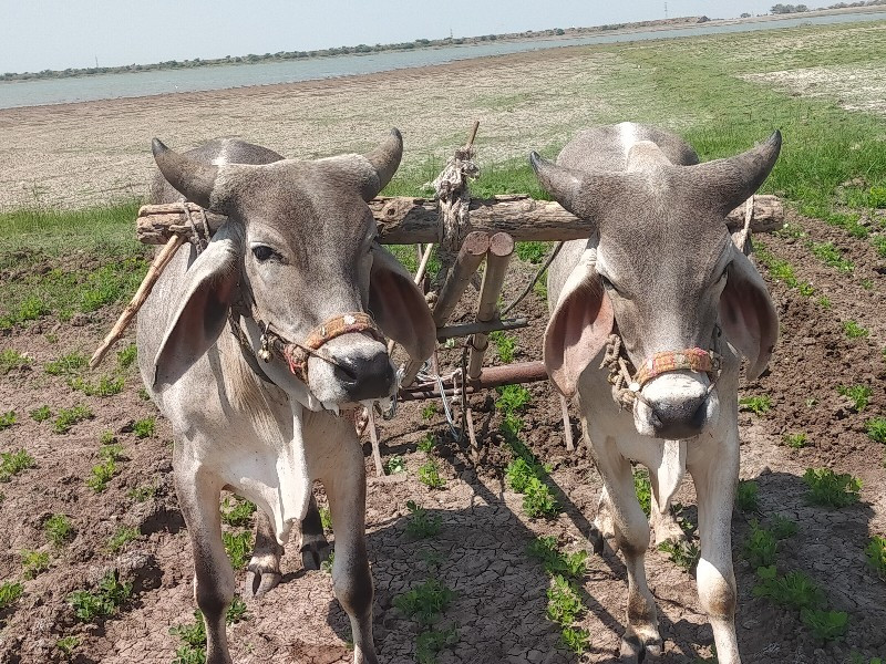કોટડા વેચવાના છ...