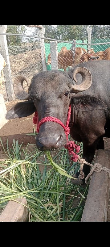ભેંસ