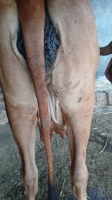 ગાય વેચવાની છે...