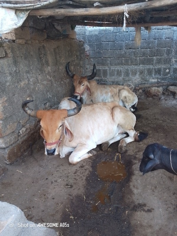 બળદ