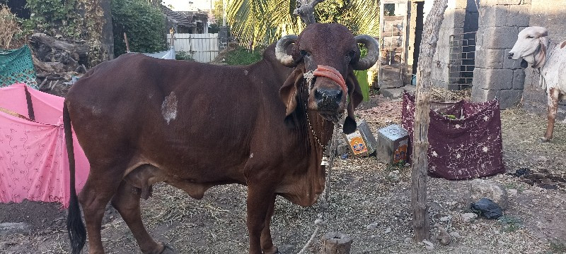 ગીર ગાય વેચવાની...