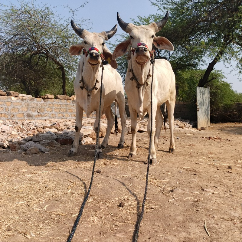 ગોઢલા સોજા