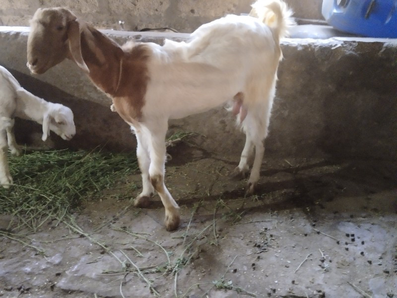 બકરા વેચવાના છે
