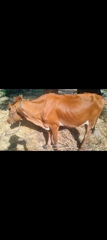 ક્રોસ ફોડકી દેવ...