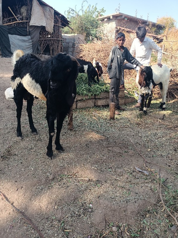 બકરા