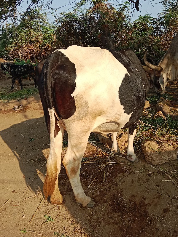 ગાય વેચવાની છે