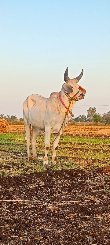 વેચવો