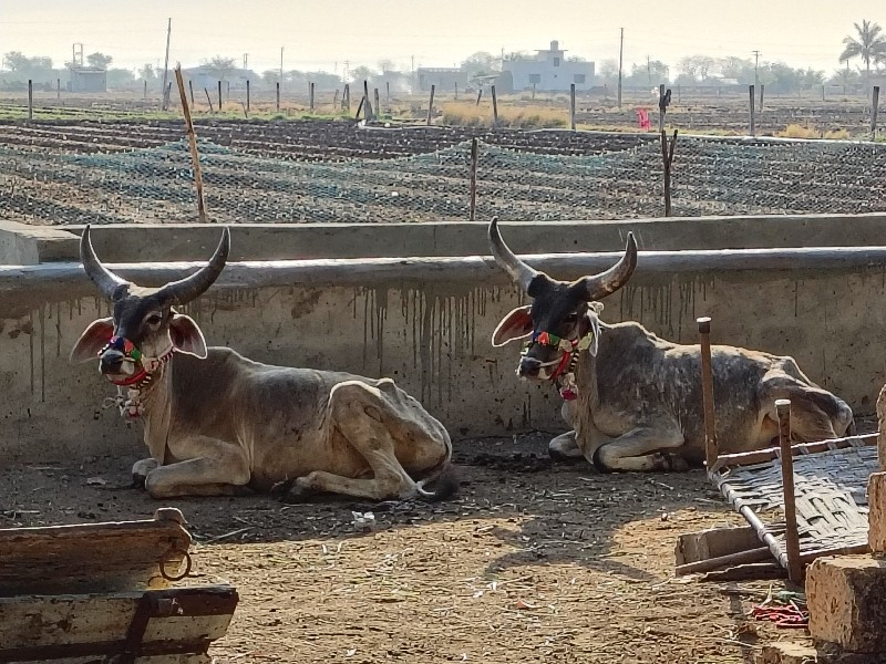 સાવ સોજા સે