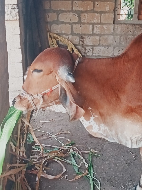 hodki aapvani s...