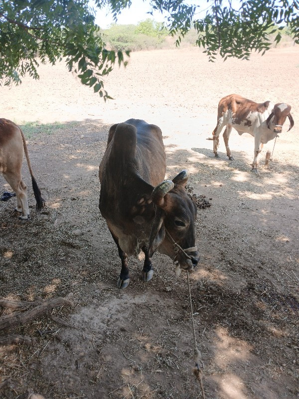 બળદ