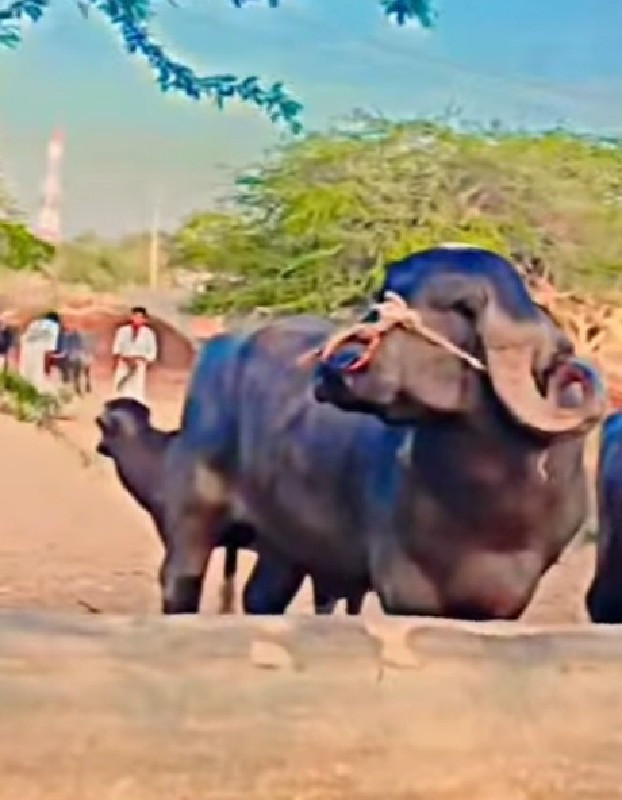 પાડો