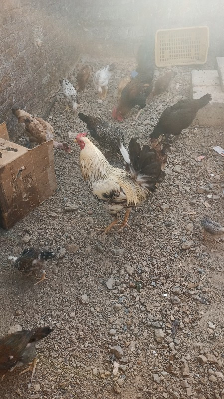 13 મુરઘા