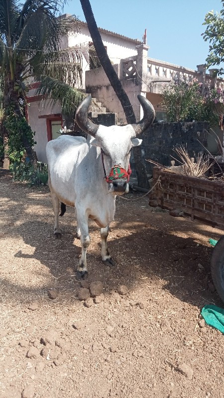 બળદ વેચવાનો છે...