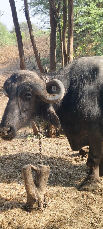 ખડેલી વેચવા ની...