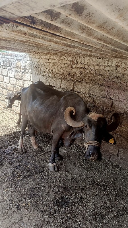 ભેસવેચવાનીછે