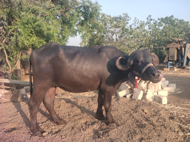 પેલુ વેતર