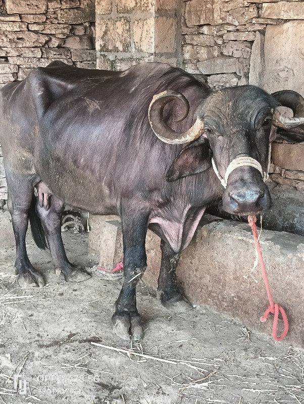 ભેંસ વેચવાની છે