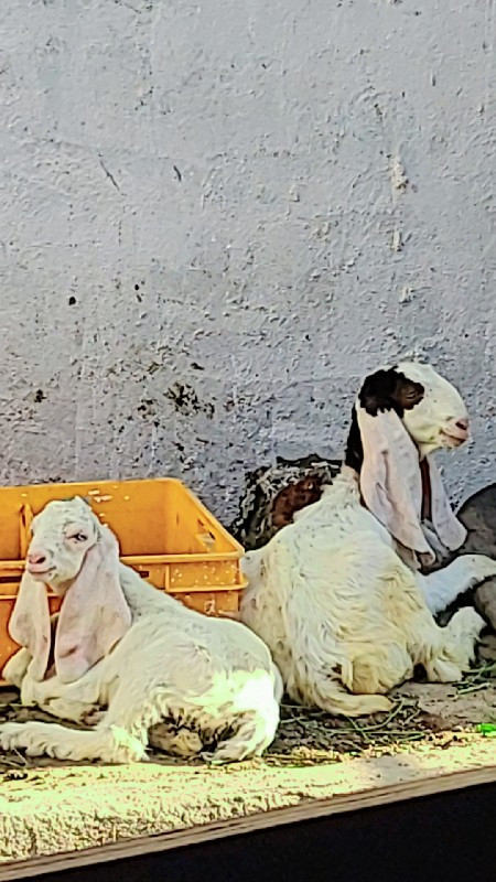 ગુલાબી
