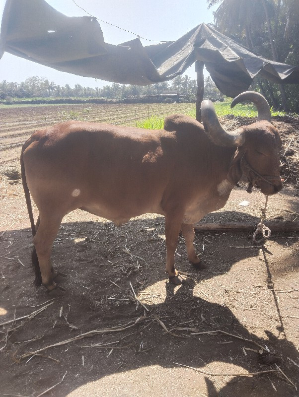 બળદ વેચવાનો છે...