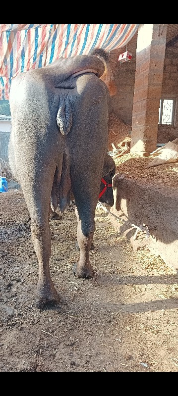 ઘડેલી વેચવાની છ...