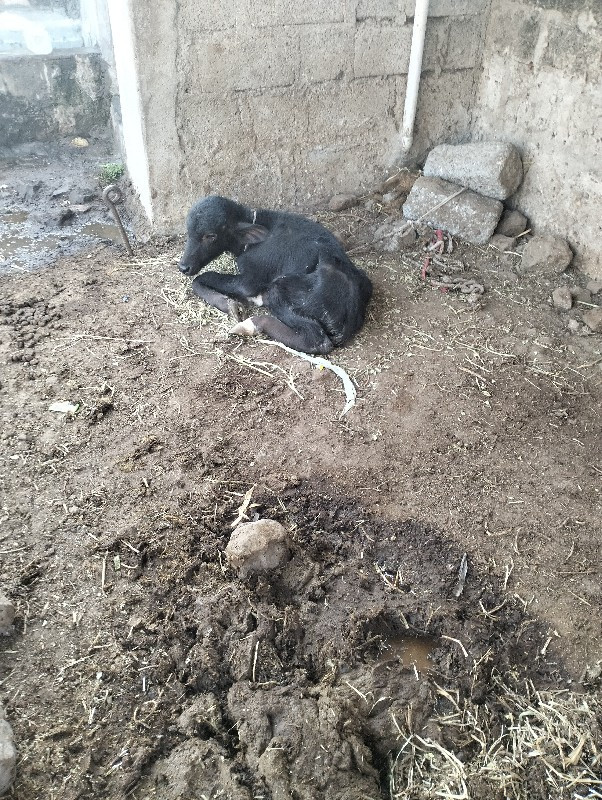 ભેશ વેશવાની છે