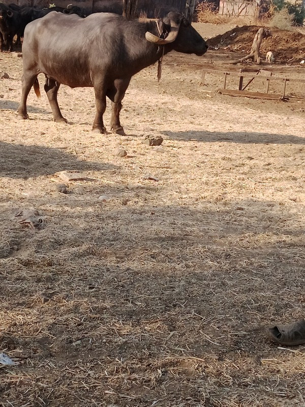 વેણેલી એક મહિનો...