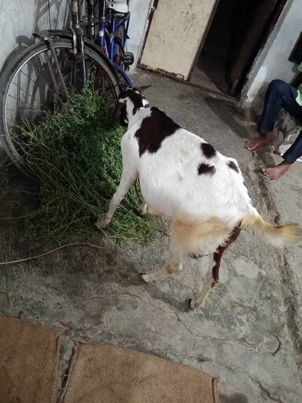 એક બકરી વેચવાની...