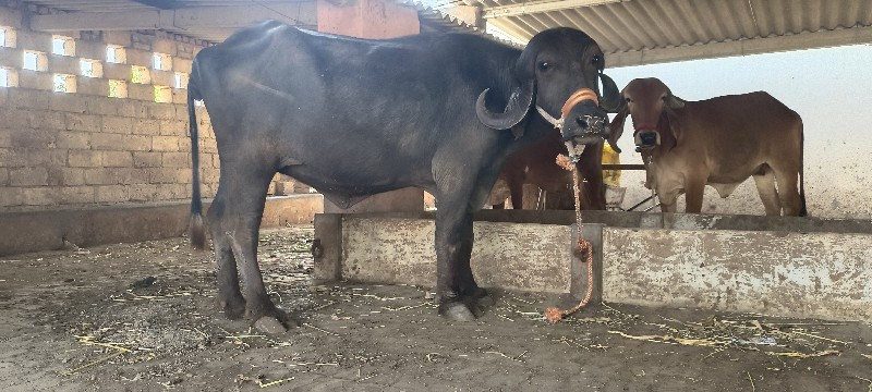 7 ખડેલા પેલ વેત...