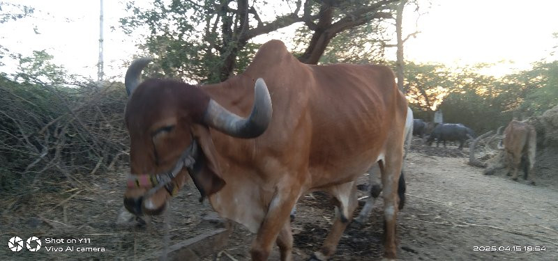 આ બળદ વેંચવાનો...
