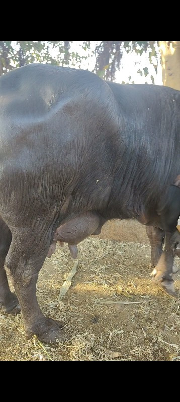 ર વેતર ભેંશ