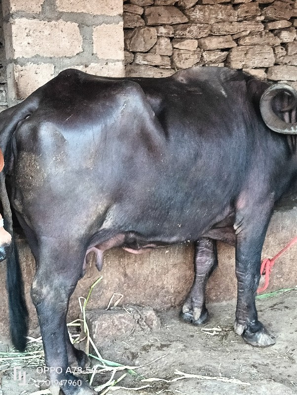 ભેંસ વેચવાની છે