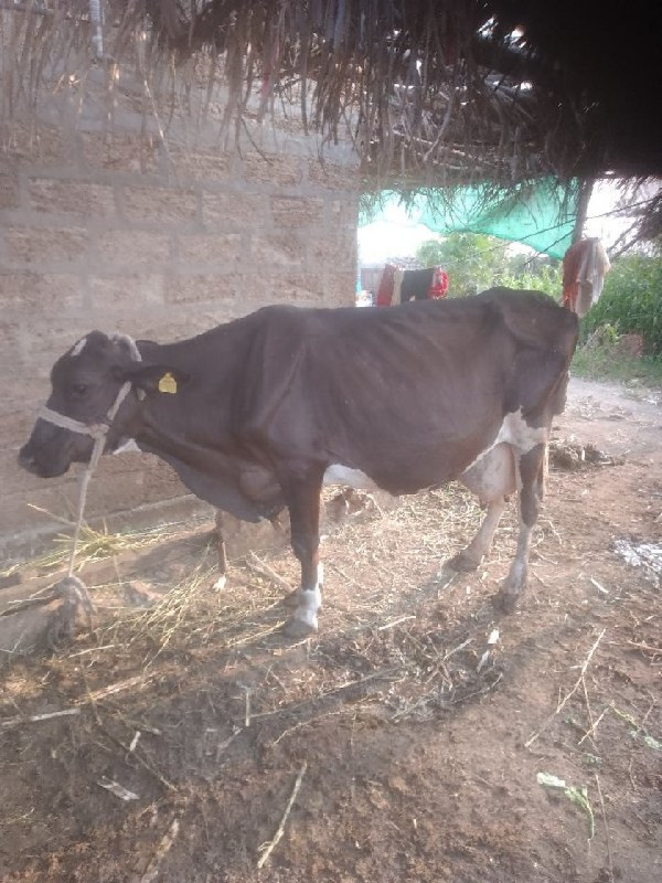 એસફ ગાય વેસવા ન...