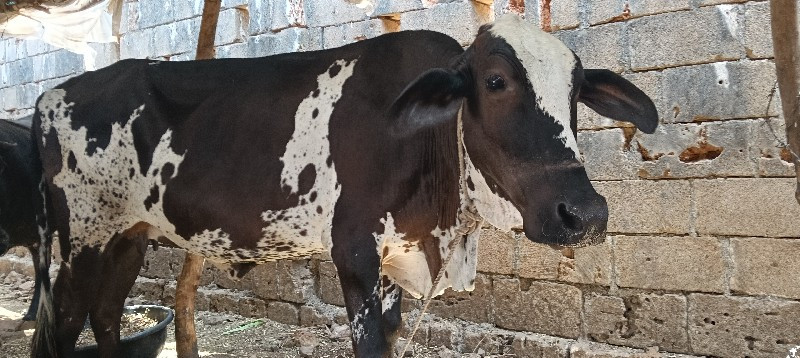 એસેબ ગાય
