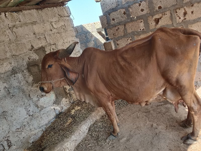 ગાય વેચવાની છે