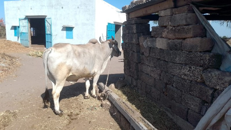 ગોઢલો વેચવાનો છ...