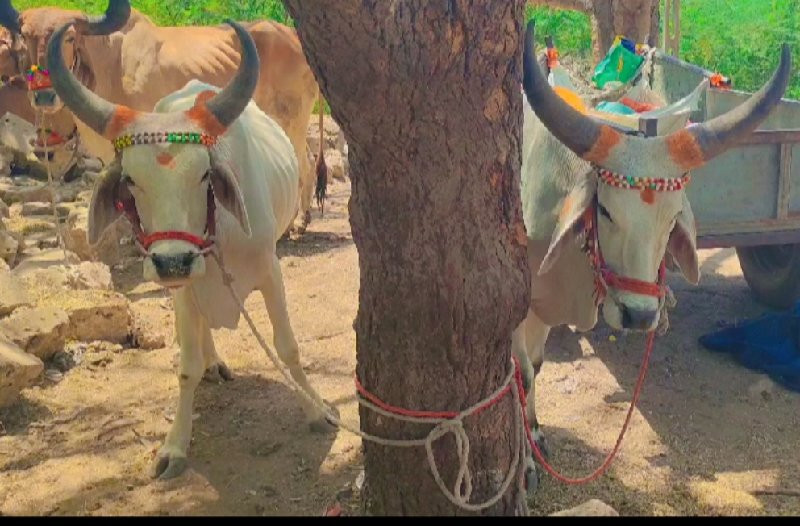 એક વાવણી હાકેલા...